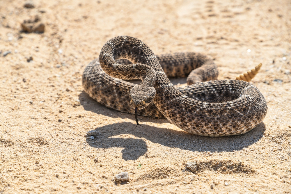 Rattlesnake