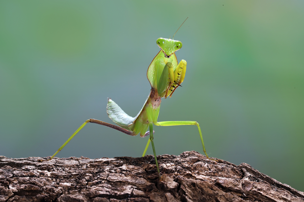 praying mantis 