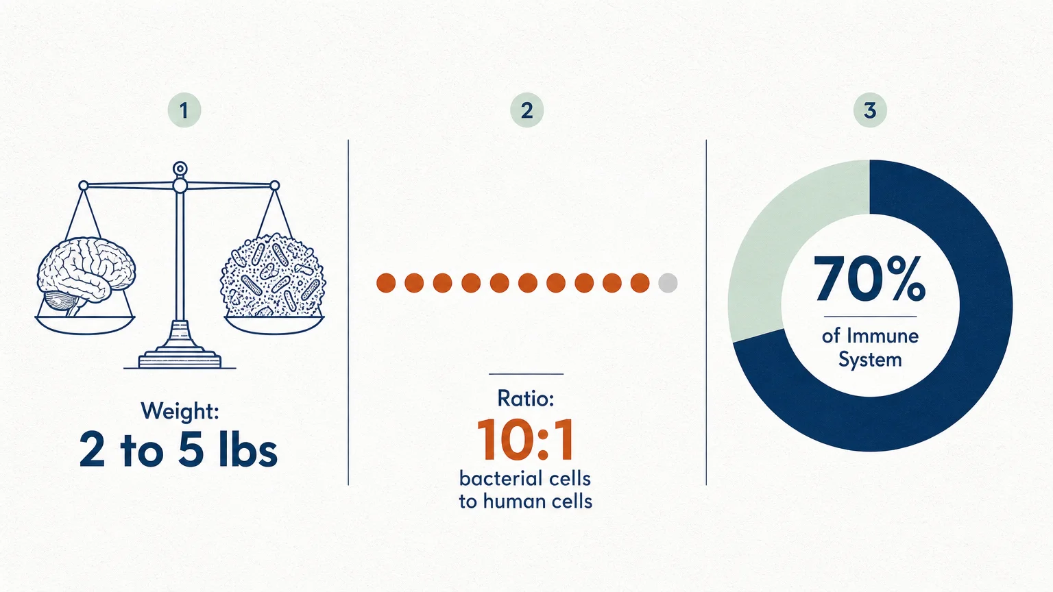 A clean infographic showing a 2-5 lb weight, a 10:1 cell ratio, and a 70% immune system chart for the gut microbiome.