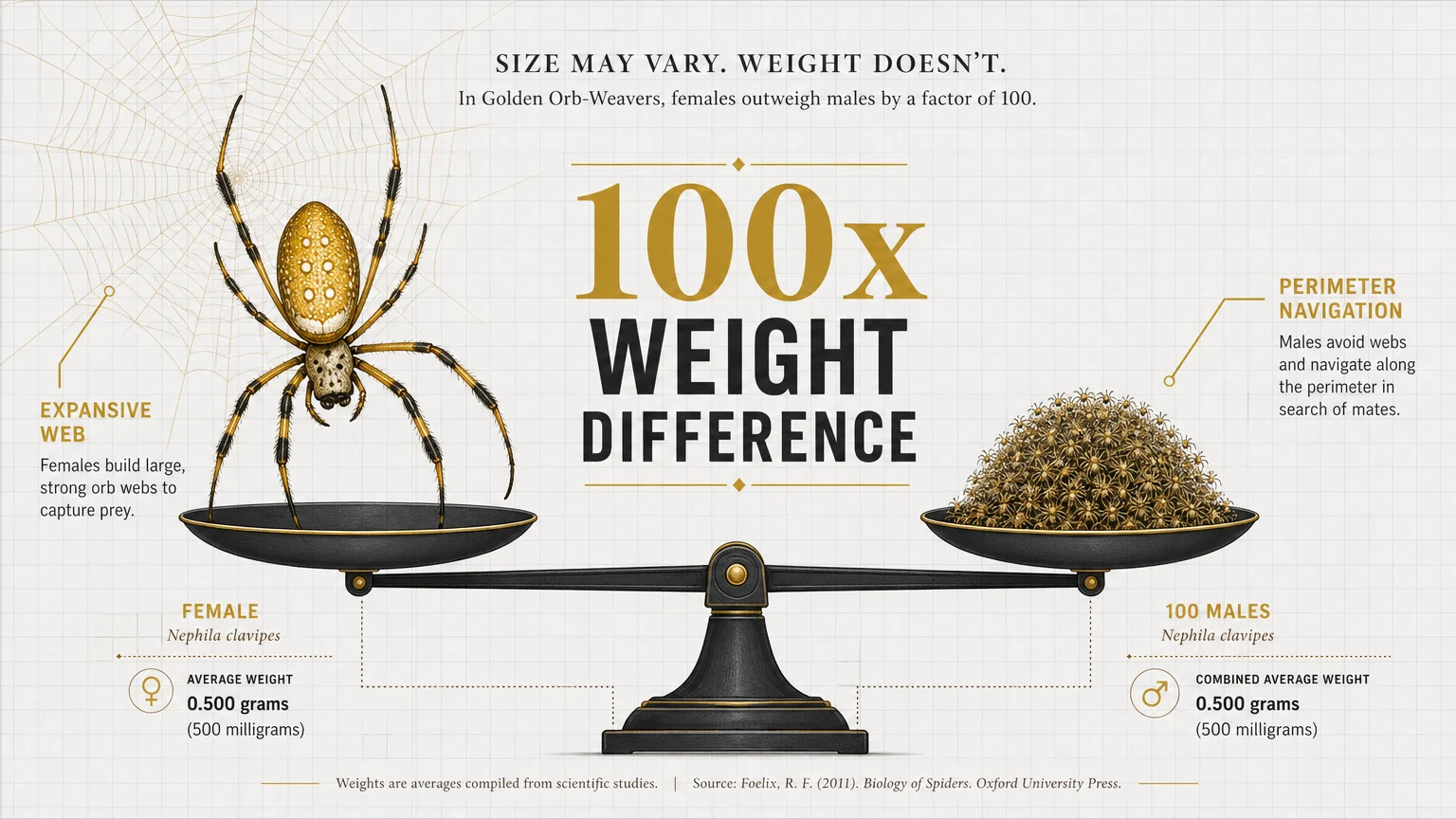 An infographic showing a balance scale with one female spider on one side and 100 tiny male spiders on the other.